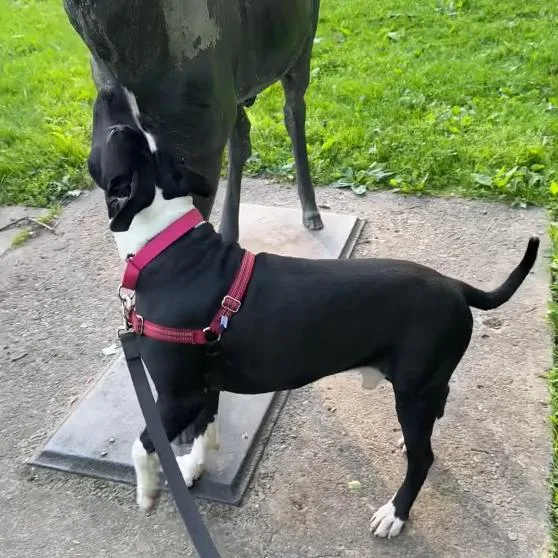 General Tso thumbnail 4