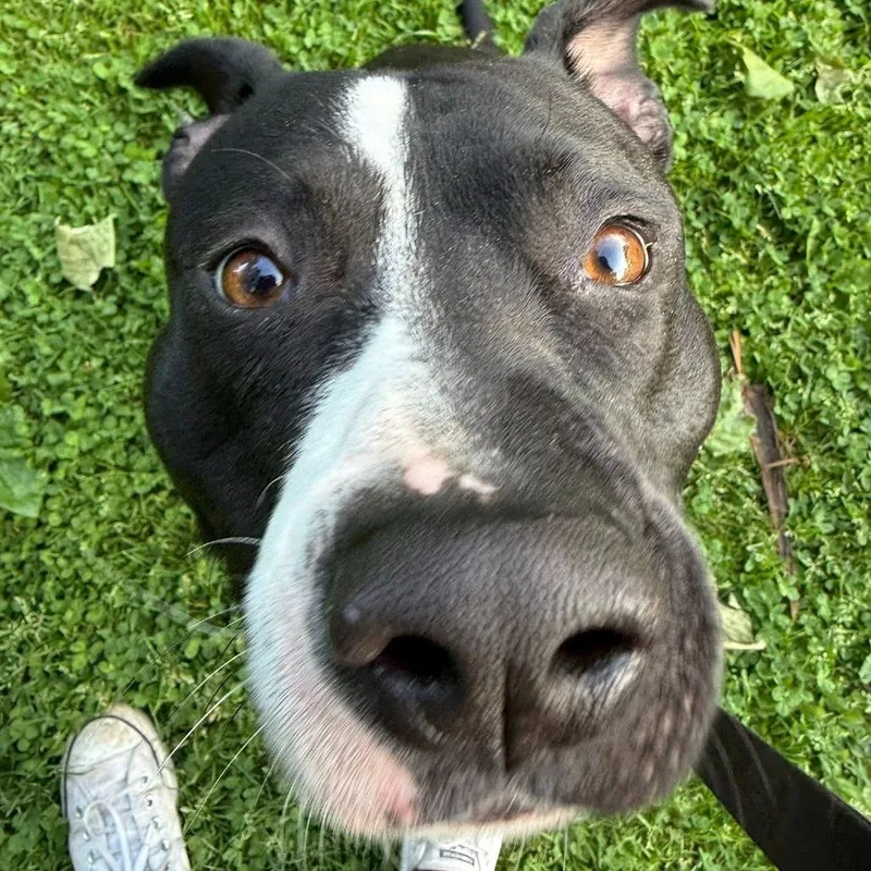 General Tso thumbnail 6