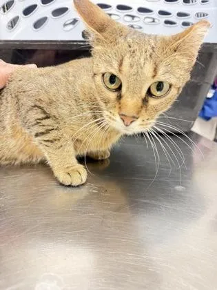 An adult medium-sized female Domestic Short Hair cat named Whiskers for adoption in South Bend, IN