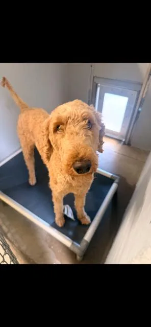An adult medium-sized male Standard Poodle dog named Big Hearted Biscuit for adoption in Randolph, MA