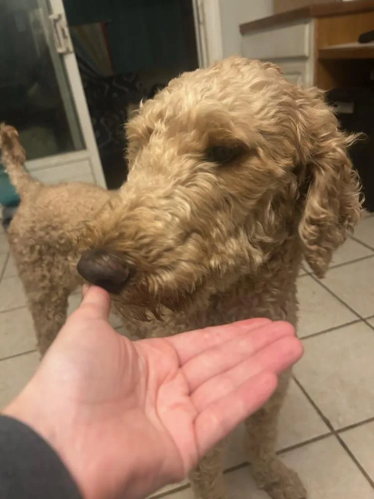 Big Hearted Biscuit thumbnail 3