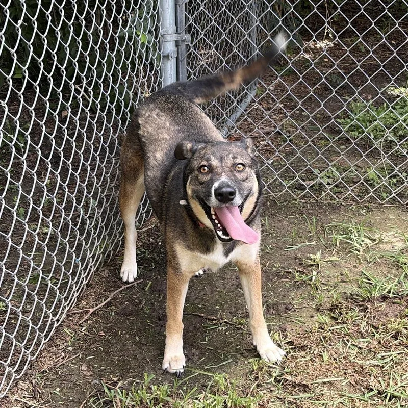 A young small-sized female Black Boxer dog named Fraya for adoption in Webster, TX