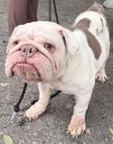 An adult medium-sized male English Bulldog dog named Dutch for adoption in Chatsworth, CA