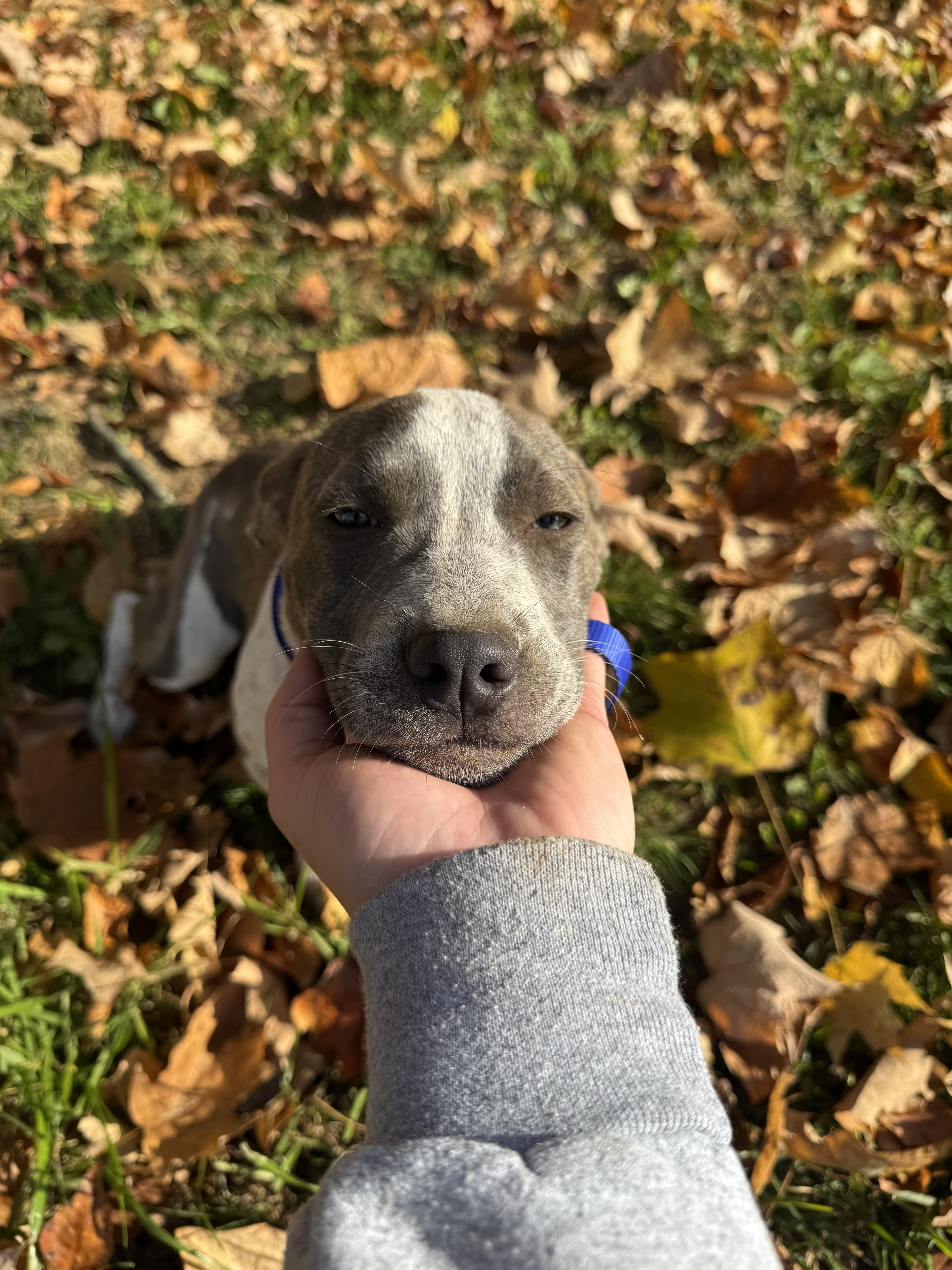 A baby medium-sized female Pit Bull Terrier dog named Smore for adoption in Carmel, NY