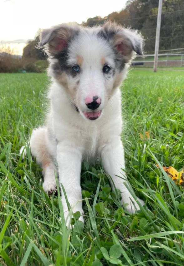 A baby medium-sized female Australian Shepherd dog named Jolene for adoption in Carroll, OH