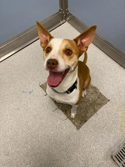An adult medium-sized male Mixed Breed dog named Duke for adoption in West Chester, PA