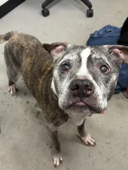 A senior large-sized male Mixed Breed dog named Harley for adoption in West Chester, PA