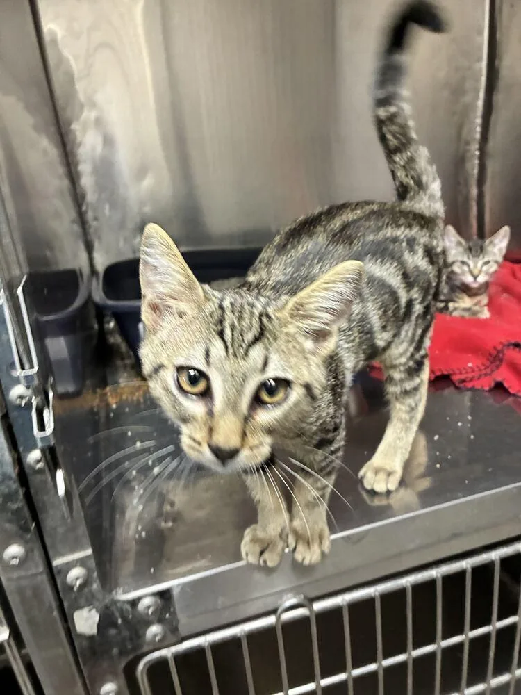 A baby small-sized male Domestic Short Hair cat named Bluey for adoption in Marietta, GA