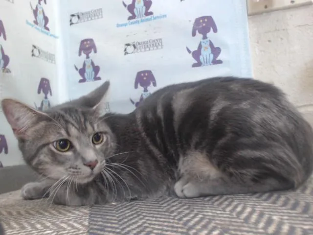 A young small-sized female Domestic Short Hair cat named Melly for adoption in Orlando, FL