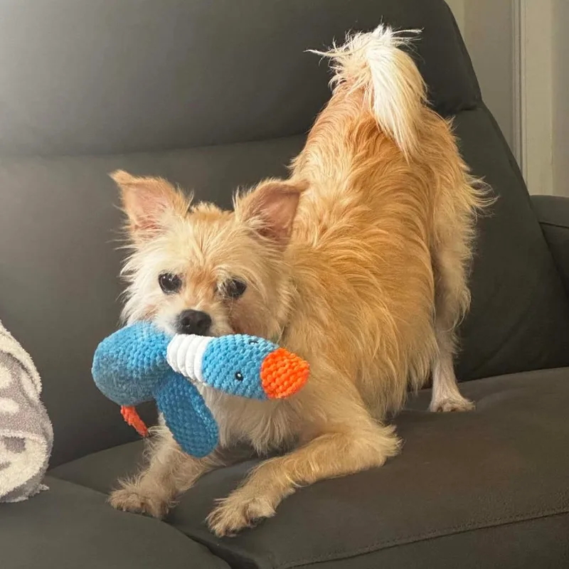 An adult small-sized female White / Cream Terrier dog named Izzy for adoption in Houston, TX