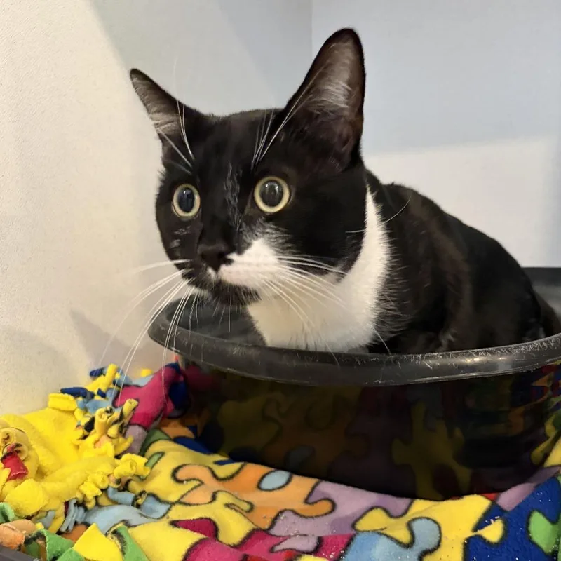 An adult large-sized male Black Domestic Short Hair cat named Yo Gabba Gabba! for adoption in Louisville, KY