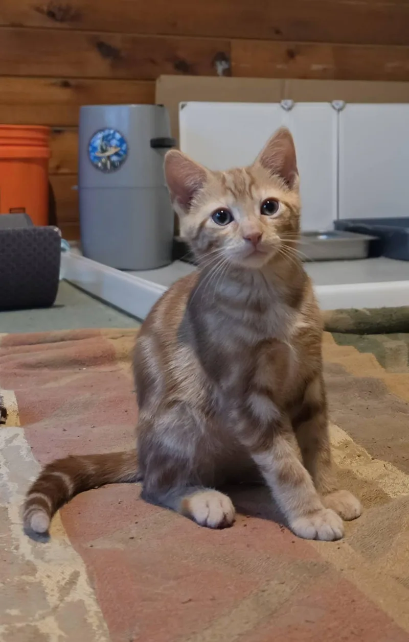 A baby medium-sized male Orange / Red Domestic Short Hair cat named Jupiter for adoption in Delmar, NY