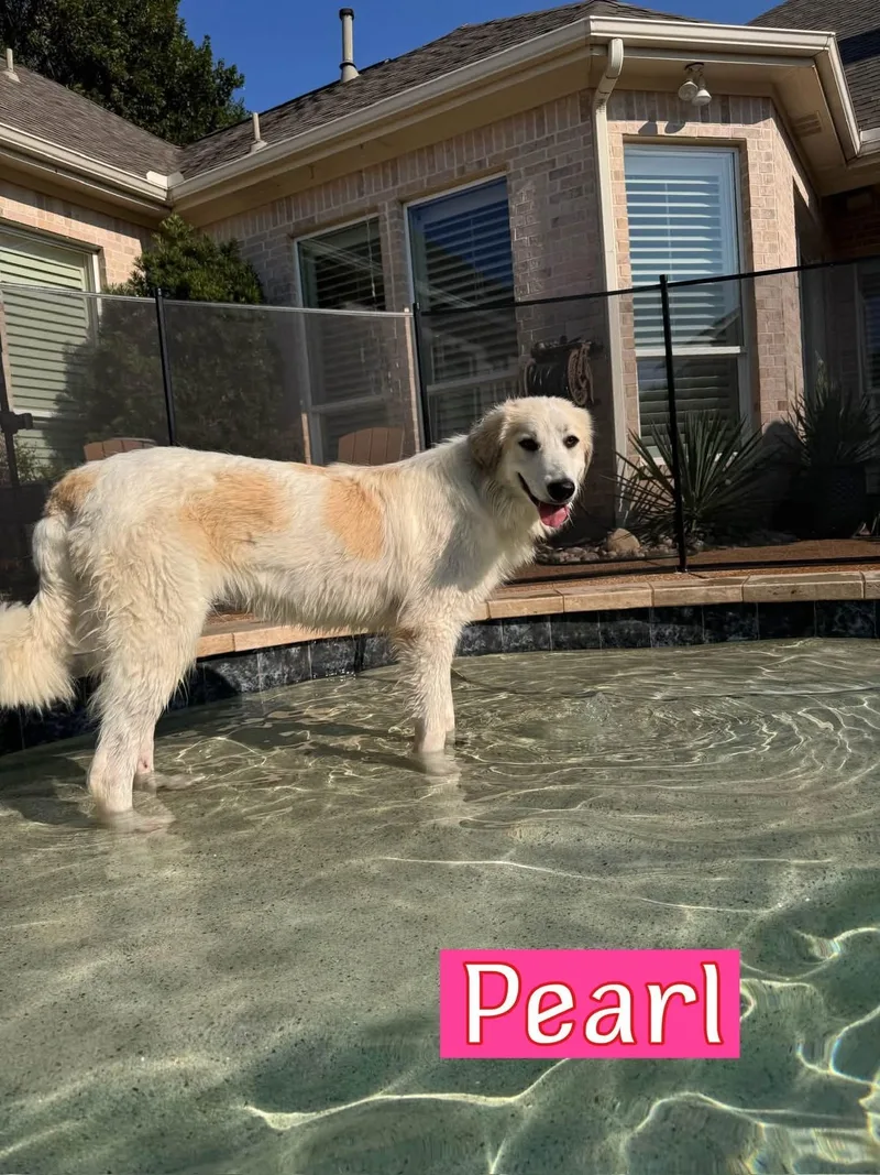 Pearl thumbnail 3
