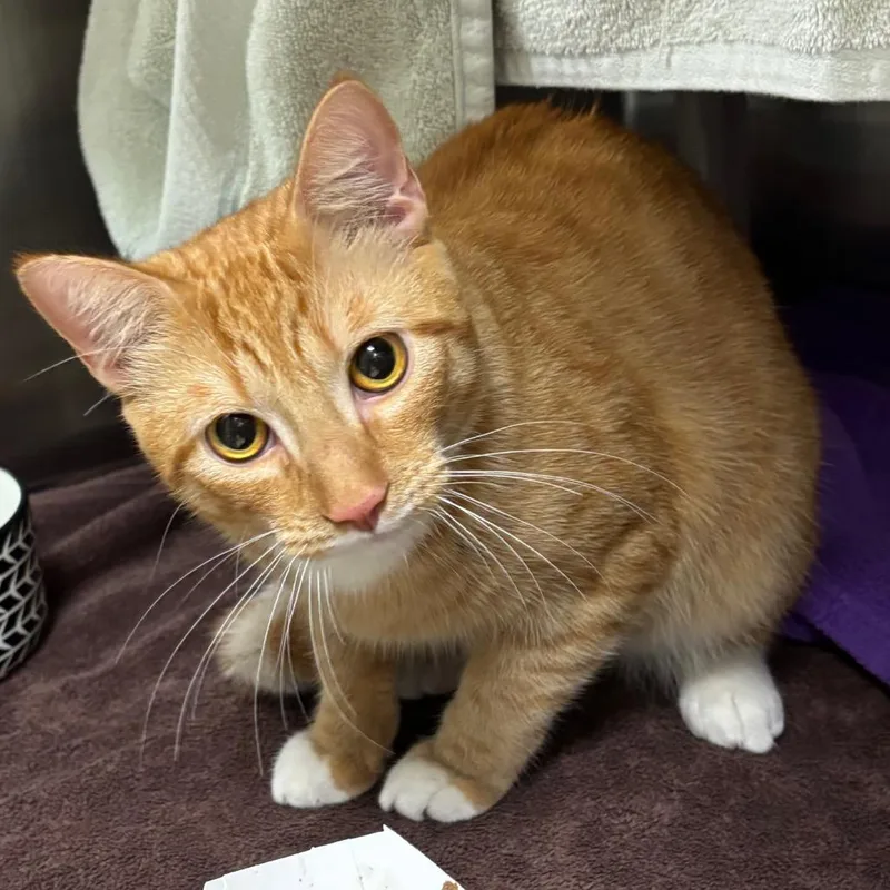 A young medium-sized male Orange / Red Domestic Short Hair cat named Junior for adoption in Springfield, MA