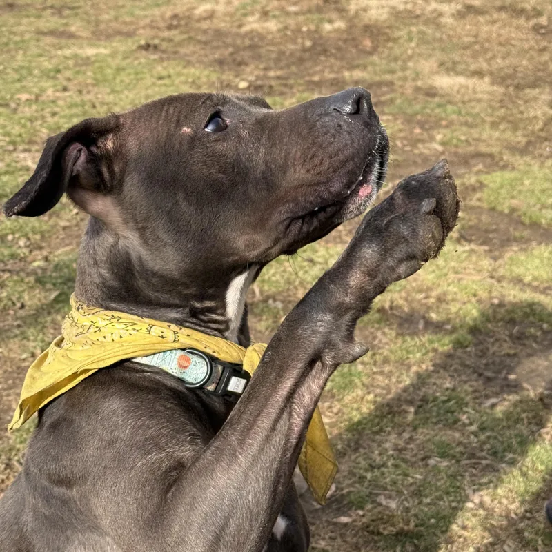 A young medium-sized female Black American Staffordshire Terrier dog named Petunia for adoption in Yonkers, NY