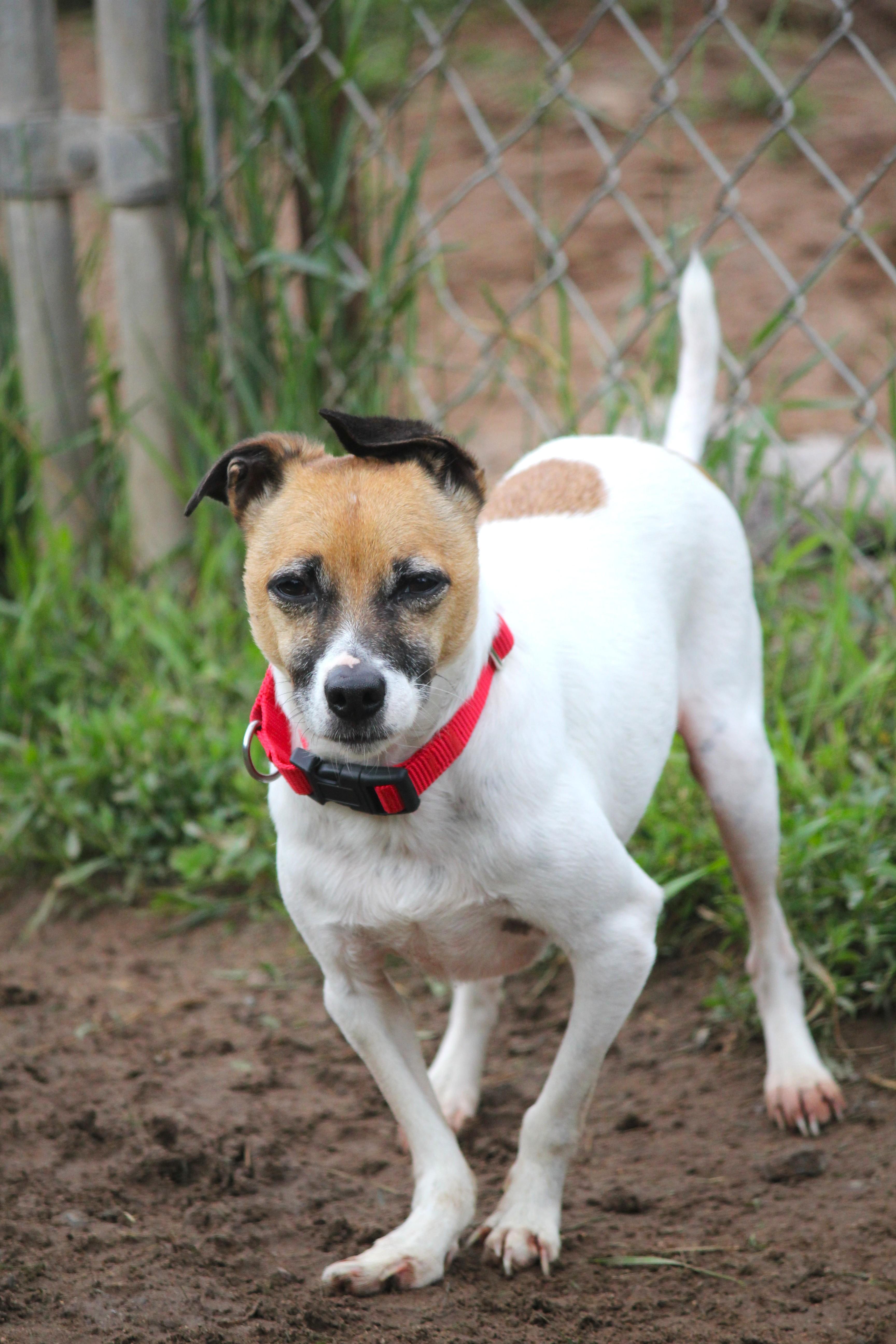 A senior small-sized male Yellow / Tan / Blond / Fawn Rat Terrier dog named Scrappi for adoption in Hayward, WI