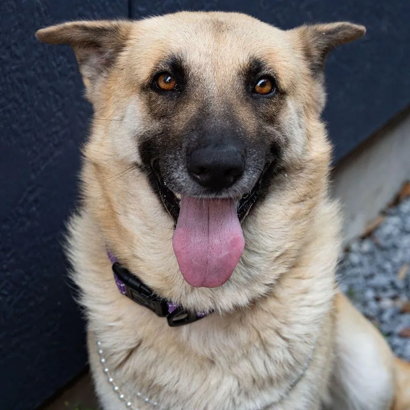 An adult large-sized female Yellow / Tan / Blond / Fawn Anatolian Shepherd dog named Jill for adoption in Houston, TX