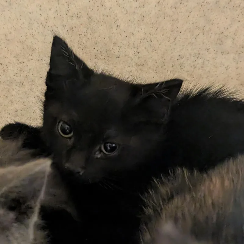A baby small-sized male Black Domestic Short Hair cat named Othello for adoption in Reno, NV