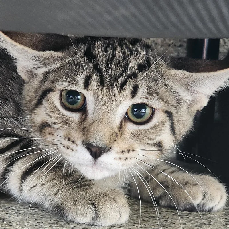A baby small-sized male Brown / Chocolate Domestic Short Hair cat named Forest for adoption in Gloucester, VA