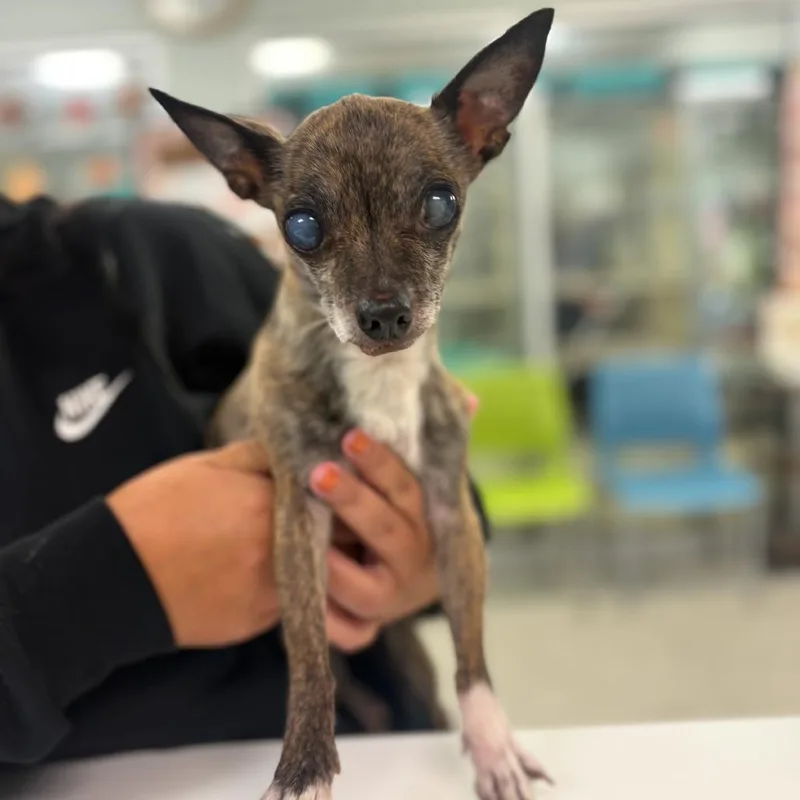 A baby small-sized female Brindle Chihuahua dog named Gertie for adoption in Medford, NJ