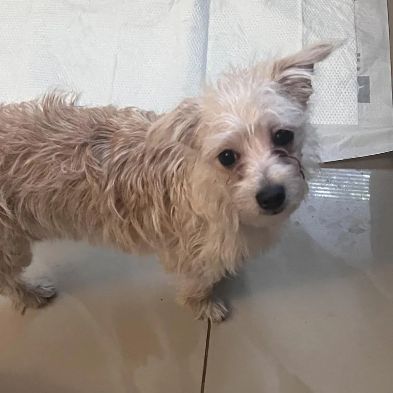 Coco