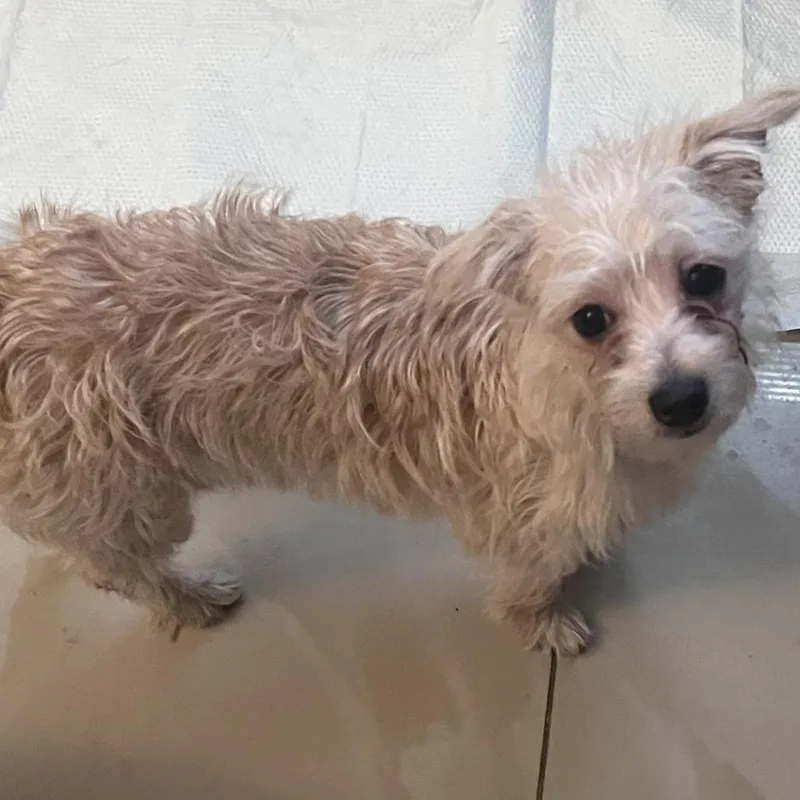 Coco thumbnail 2