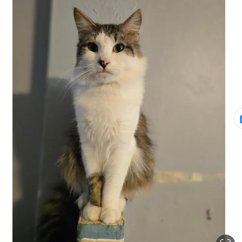 A young small-sized male White Domestic Medium Hair cat named Thunder for adoption in Marshall, TX