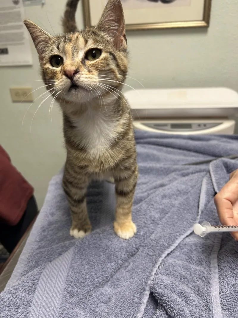 A young medium-sized female Domestic Short Hair cat named Sequoia for adoption in Diamond Springs, CA
