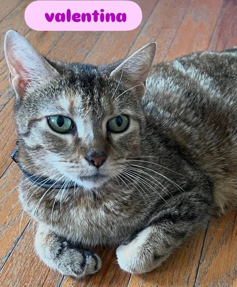 An adult medium-sized female Tabby (Brown / Chocolate) Domestic Short Hair cat named Valentina for adoption in Staten Island, NY