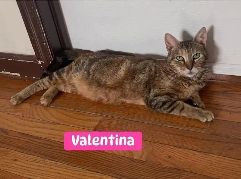 Valentina thumbnail 2