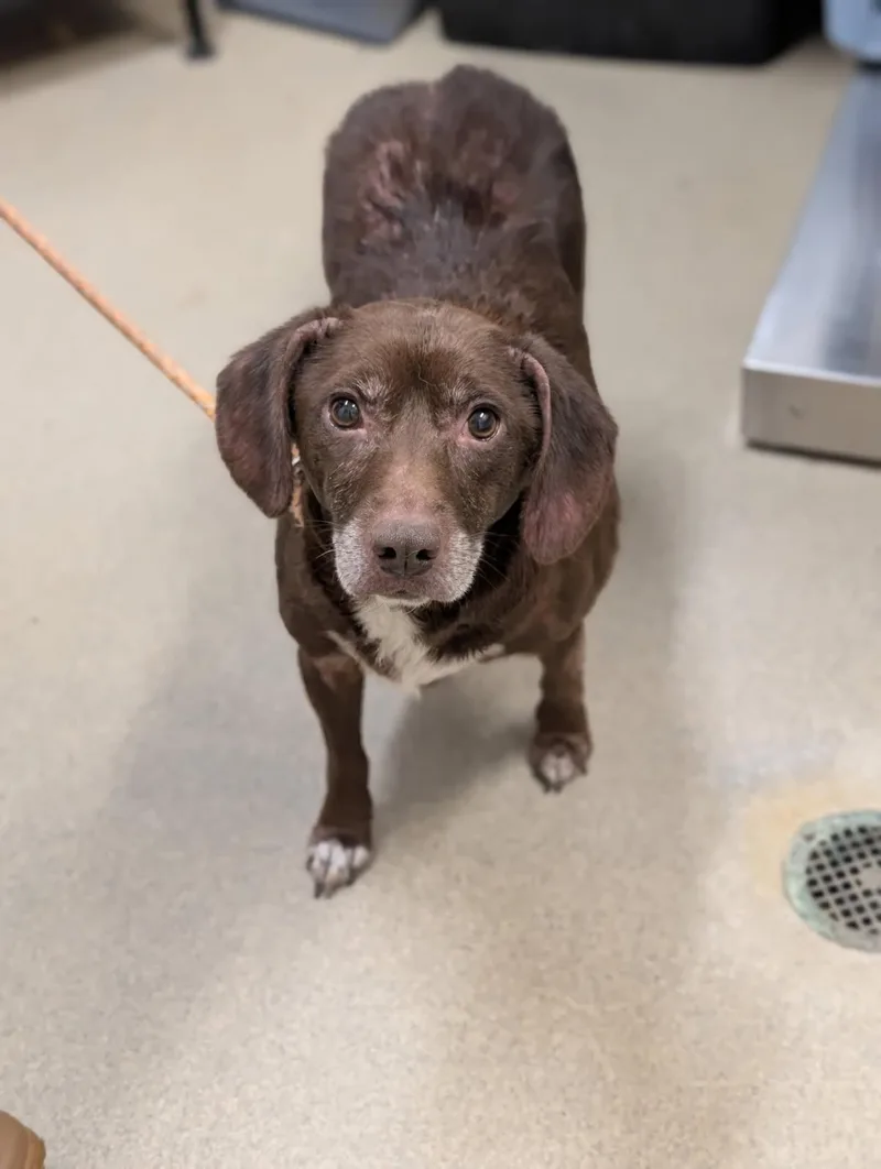 An adult medium-sized male Brown / Chocolate Beagle dog named Halpert for adoption in Mount Vernon, OH