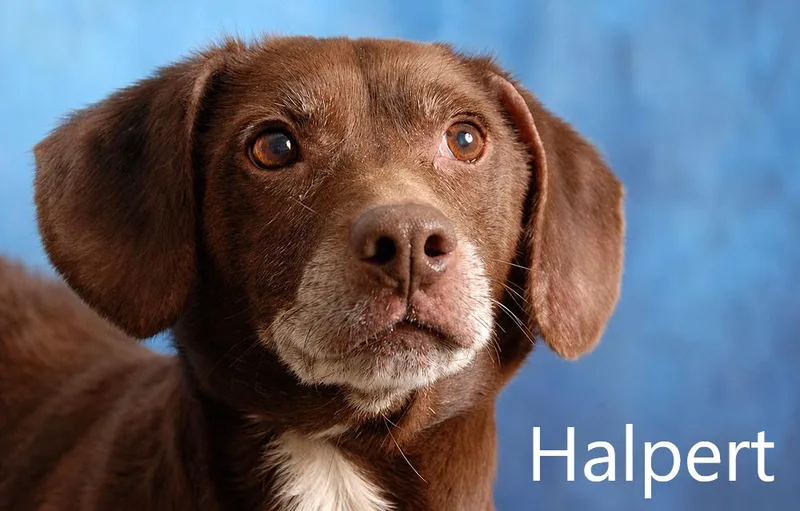 Halpert thumbnail 2