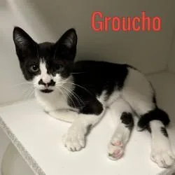 Groucho