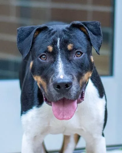 An adult large-sized male Mixed Breed dog named Hawfinch for adoption in Chamblee, GA