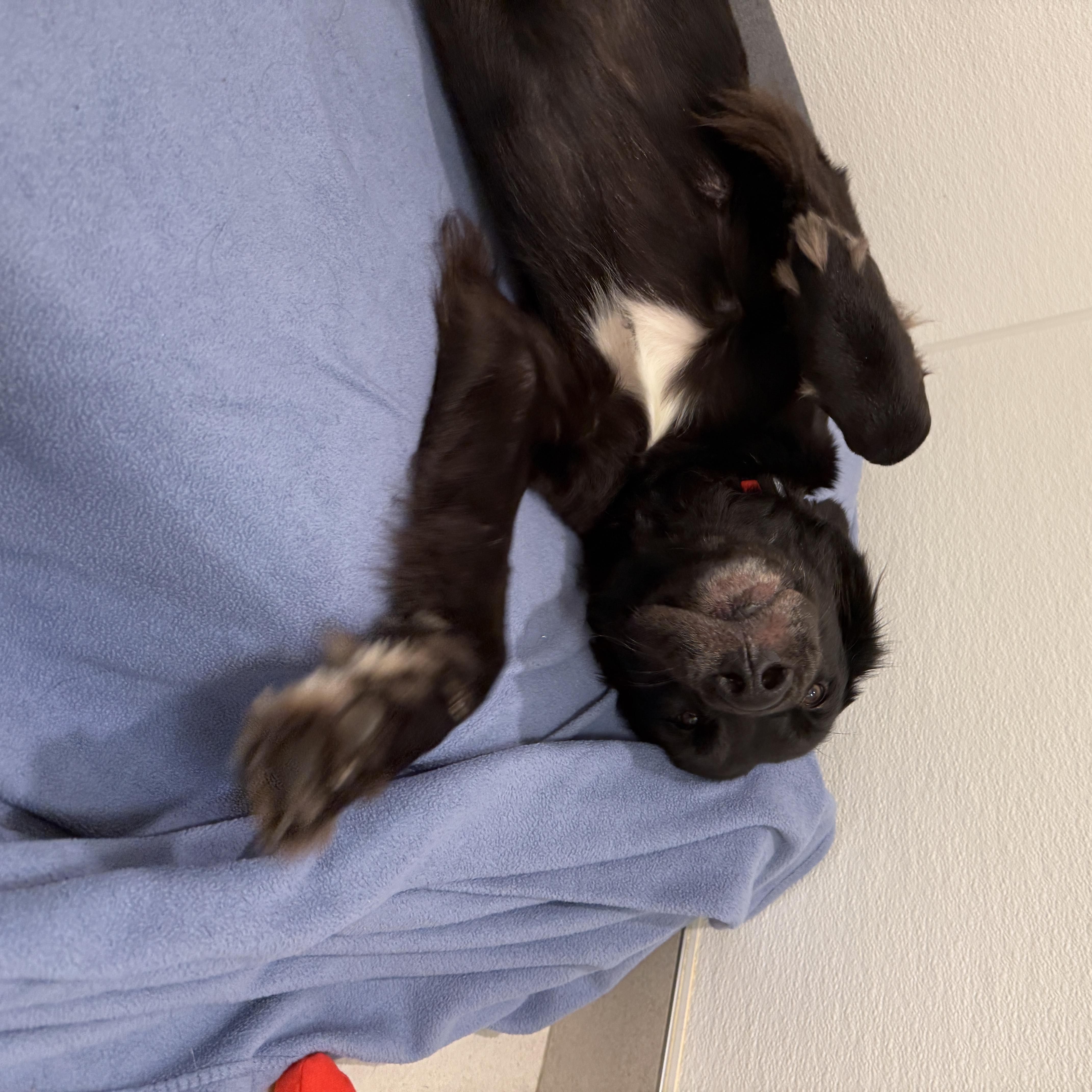 An adult large-sized male Mixed Breed dog named Manny for adoption in Evanston, IL