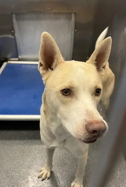 An adult large-sized male Mixed Breed dog named Miso for adoption in Dallas, TX