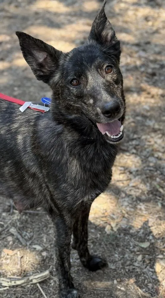 A young medium-sized female German Shepherd Dog dog named Mama Briar for adoption in Pleasant Hill, CA