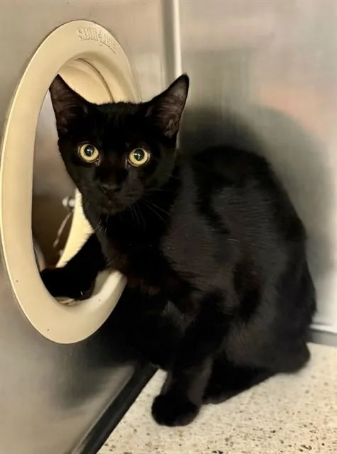 A baby small-sized male Domestic Short Hair cat named Six for adoption in Riverside, CA