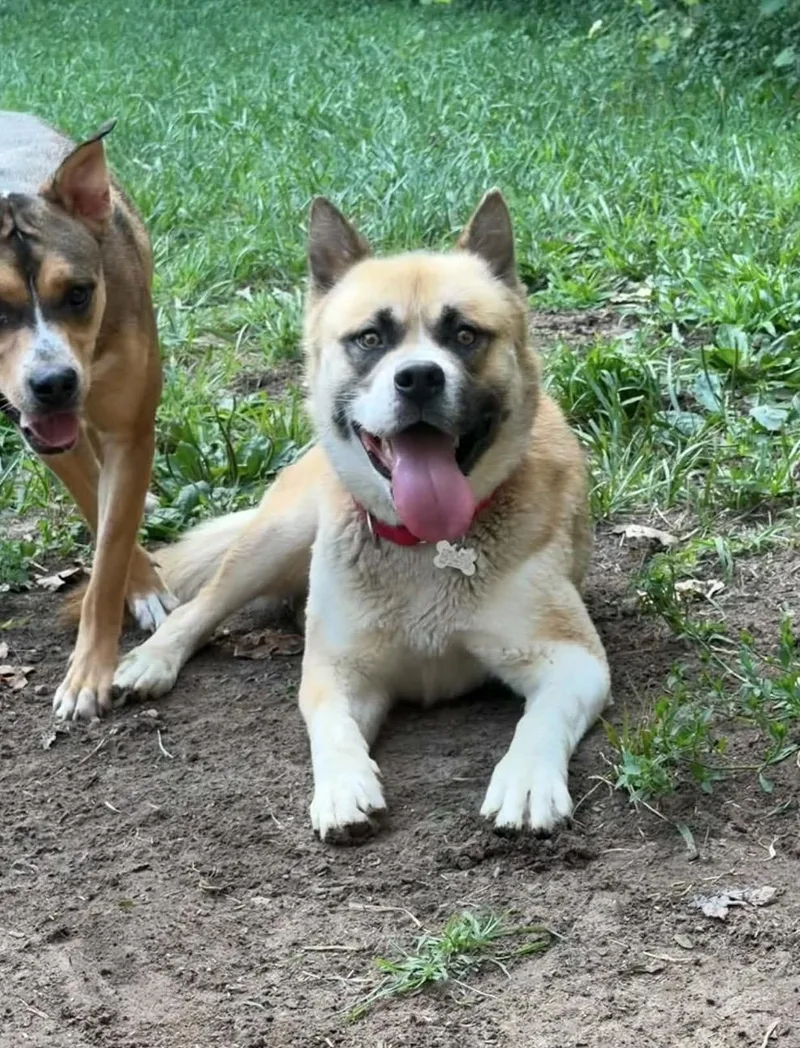 A young large-sized male Akita dog named Billy for adoption in Chicago, IL