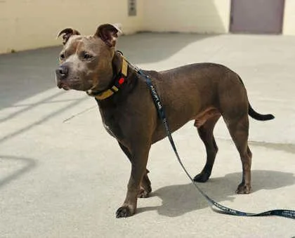 An adult large-sized male Mixed Breed dog named Kingston for adoption in West Chester, PA