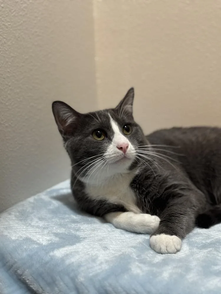 A young medium-sized male Domestic Short Hair cat named Colby Jack for adoption in Dallas, TX