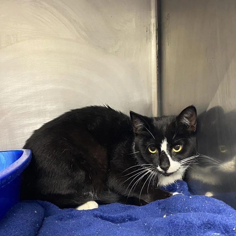 A young medium-sized male Black Domestic Short Hair cat named Seagull for adoption in Columbiana, AL