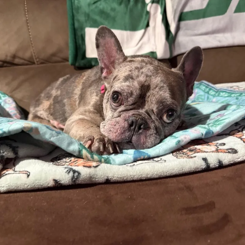 An adult small-sized female French Bulldog dog named Sky for adoption in Medford, NY