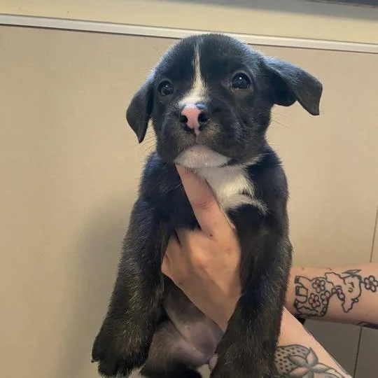 A baby small-sized female Brown / Chocolate Mixed Breed dog named Brown Swiss for adoption in Chicago, IL