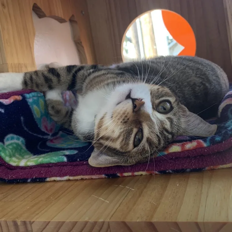 A young medium-sized female Domestic Short Hair cat named Ellie for adoption in Redwood City, CA