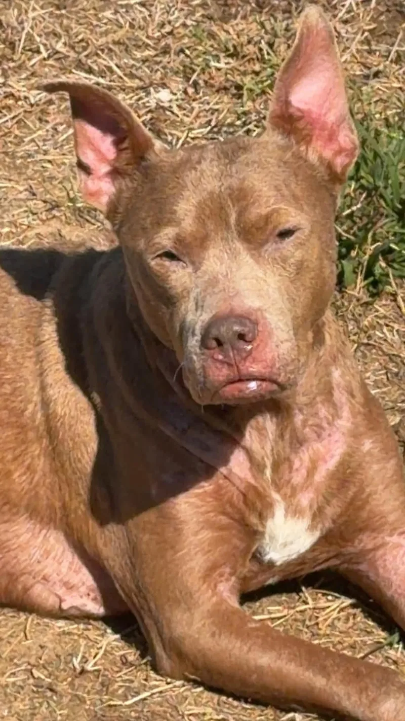 An adult medium-sized female Pit Bull Terrier dog named Lilly for adoption in Germantown, OH