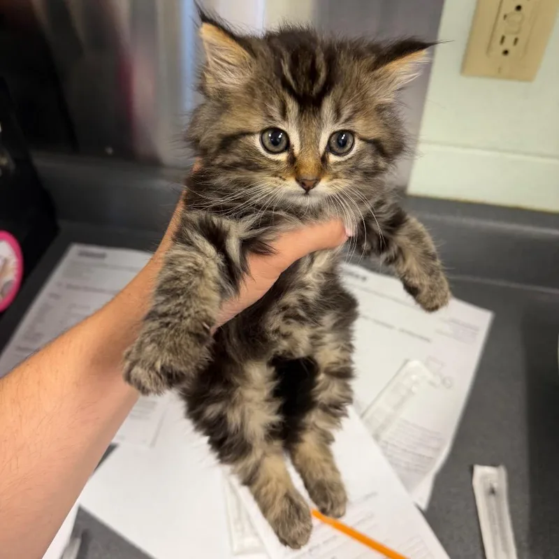 A baby small-sized female Brown / Chocolate Domestic Short Hair cat named Chris for adoption in Waukesha, WI