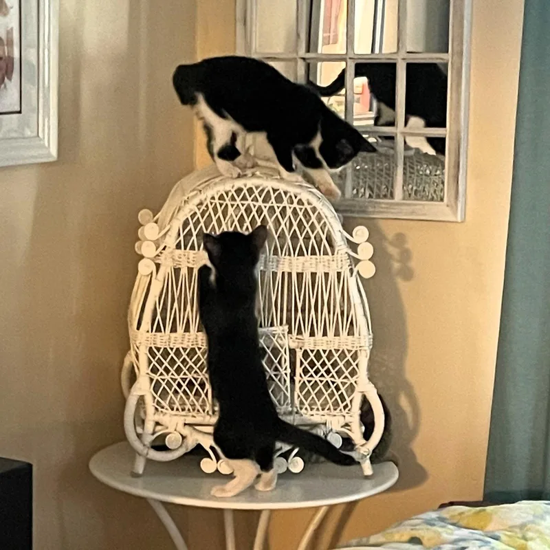 A baby medium-sized male Domestic Short Hair cat named Jonah & Wiz for adoption in Rochester, NY