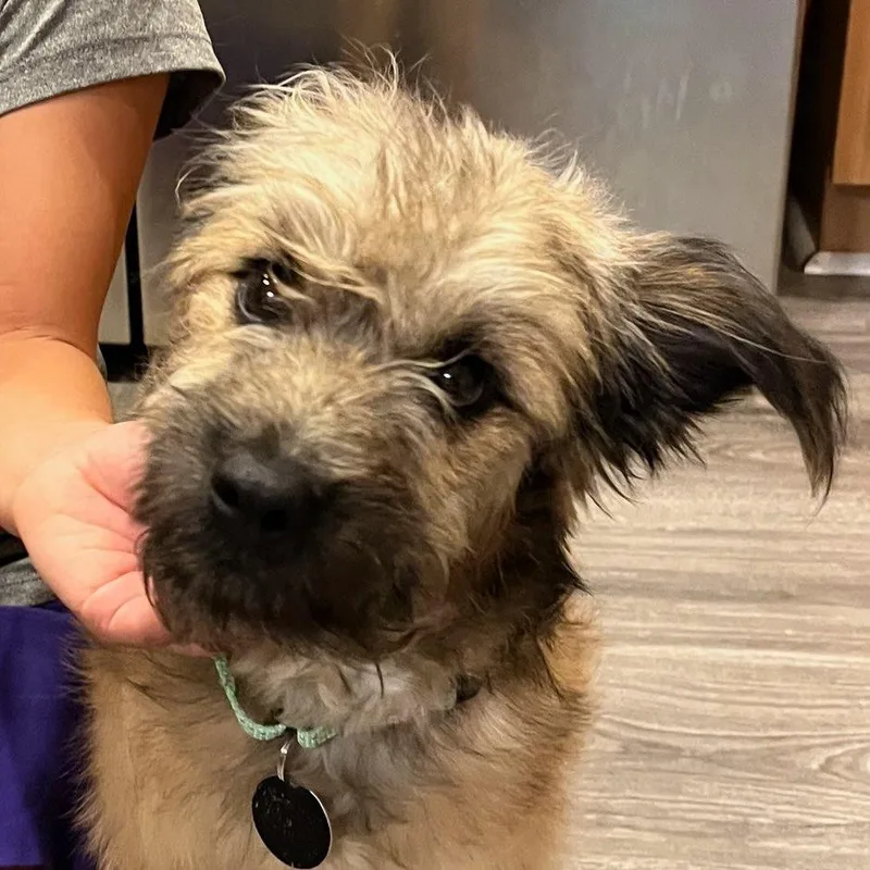 A baby small-sized male Wheaten Terrier dog named Hector for adoption in Fredericksburg, VA