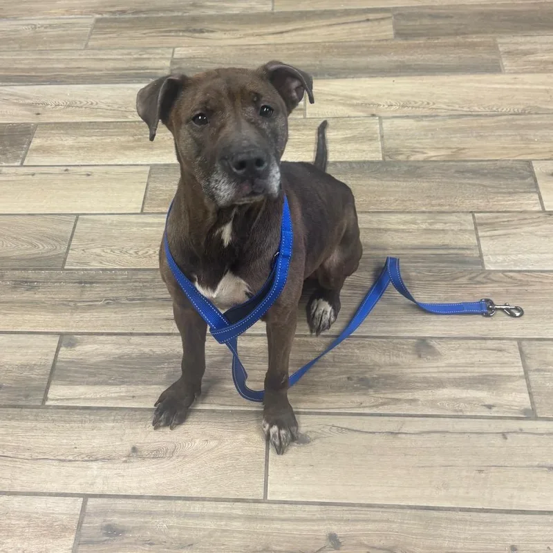 An adult medium-sized female Brindle Labrador Retriever dog named Khaleesi for adoption in Henderson, KY